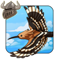 Hoopoe Buddy
