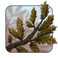 Dried Cedar Branch